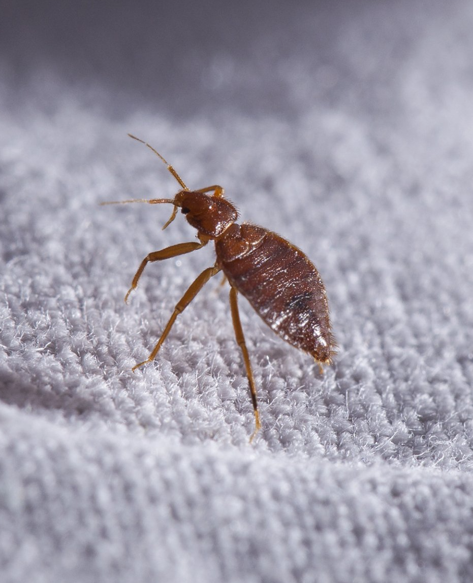 To Keep Bed Bugs Out of Your Mid-Missouri Home for Good, Call Steve’s Pest Control