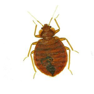 Photo of a Bed Bug