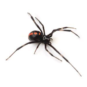 Watch Out for Black Widows in Mid-Missouri