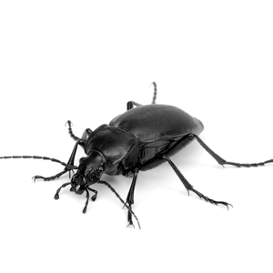 Photo of a Black Beetle