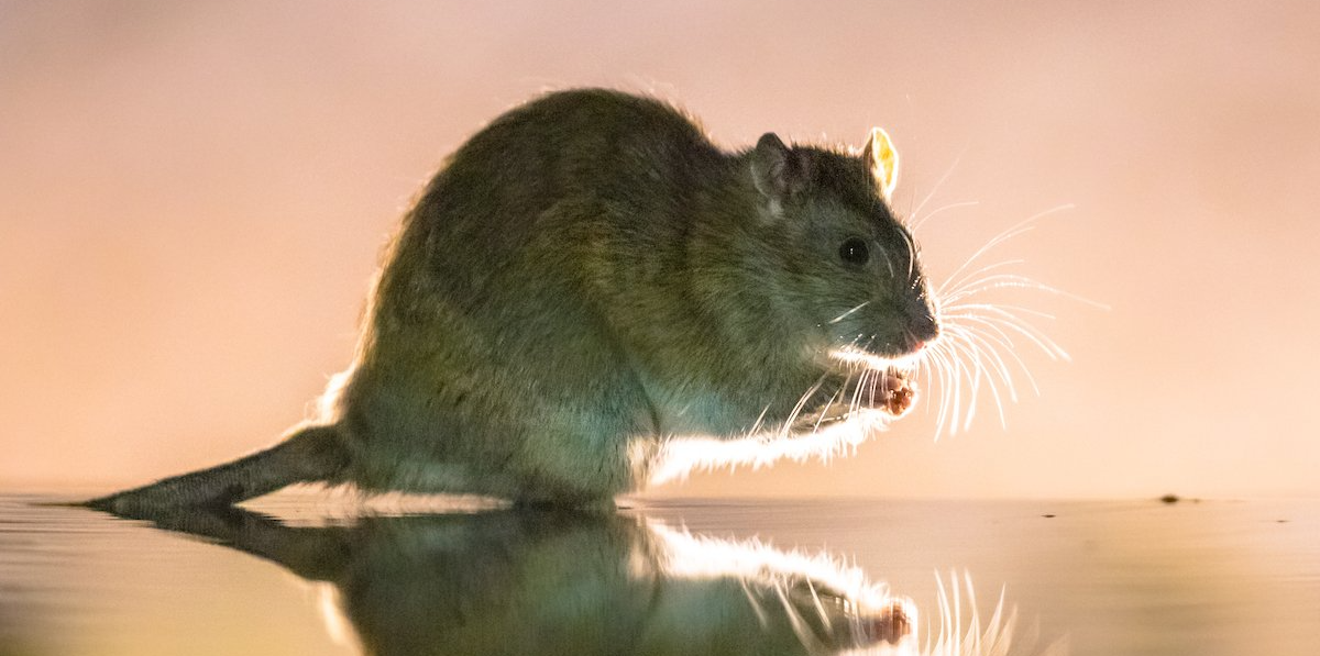 Identify Rodents in MidMissouri Steve’s Pest Control