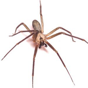Brown Recluse Spiders Are a Huge Danger to Your Mid-Missouri Home