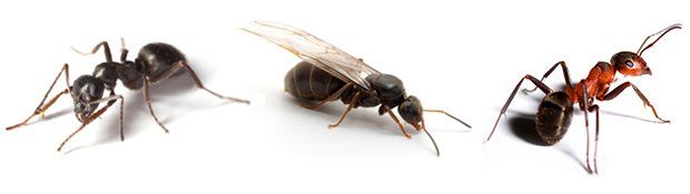 Call Steve's Pest Control for an Ant Problem in Your Mid-MO Home