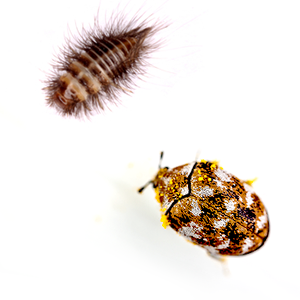 Photo of a Carpet Beetle