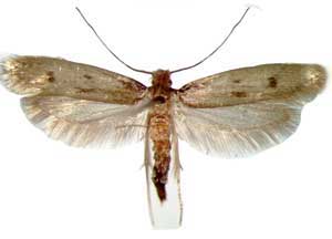Photo of a Case Making Cloth Moth