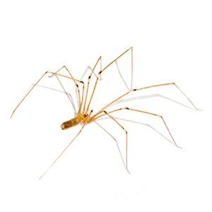 Cellar Spiders in Your Mid-Missouri Home? Call Steve's Pest Control