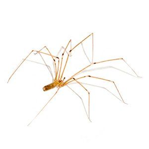 Found a daddy long-legs (cellar spider) while cleaning. Whoops