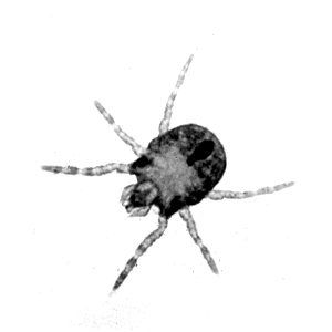 Photo of a Chigger
