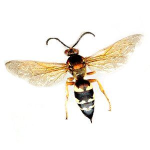 Photo of a Cicada Killer
