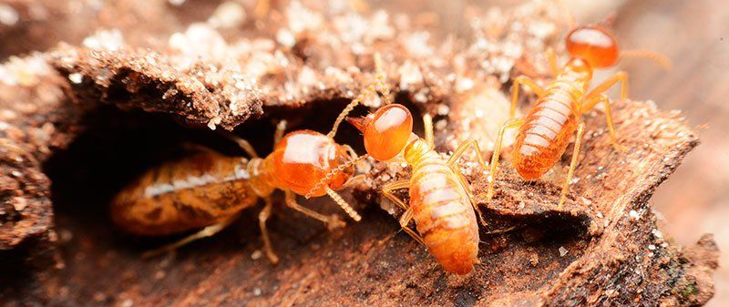 Steve's Pest Control Is Mid-Missouri's #1 Termite Exterminator
