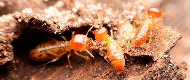 fresno termite control