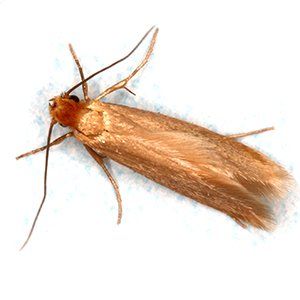 Photo of a Cloth Moth