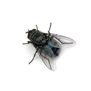 Photo of a Cluster Fly