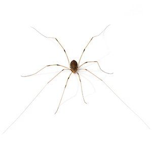 Photo of a Daddy Long Legs