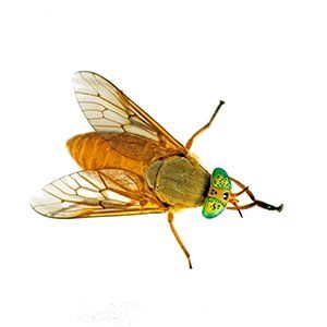 Photo of a Deer Fly
