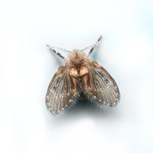 Photo of a Drain Fly