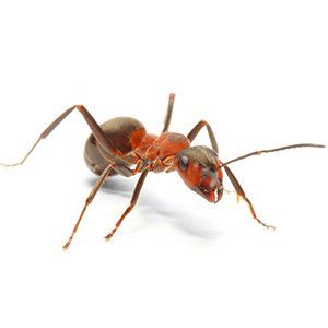 Learn About Field Ants From Steve's Pest Control