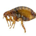 Get Rid of Fleas in Mid-Missouri With Steve's Pest Control