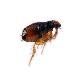 Photo showing a zoomed in picture of a Flea