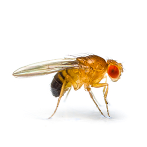 Photo of a Fruit Fly