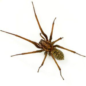 Funnel Web Spiders in the Mid-Missouri Area 