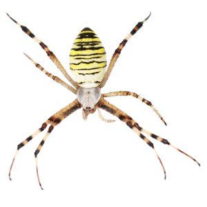 Garden Spiders Are Common in Mid-MO. Learn More From Steve's Pest Control
