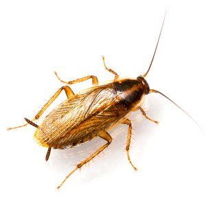 German Cockroach in Mid-Missouri | Steve's Pest Control