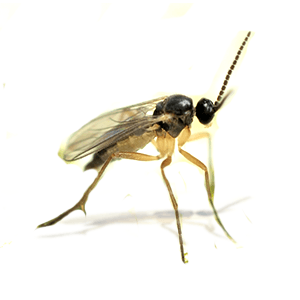 Photo of a Gnat