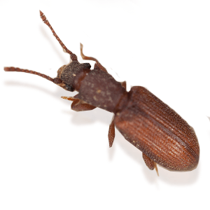 Photo of a Grain Beetle