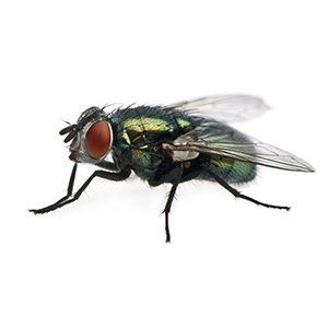 Photo of a Green Blow Fly
