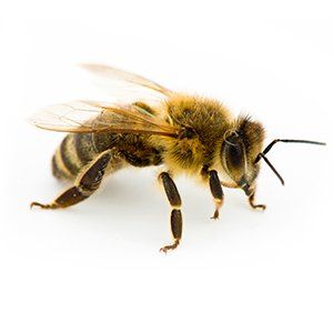 Photo of a Honey Bee