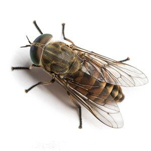 Photo of a Horse Fly