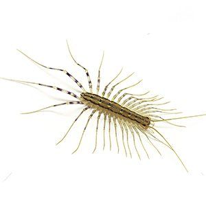 Photo of a House Centipede