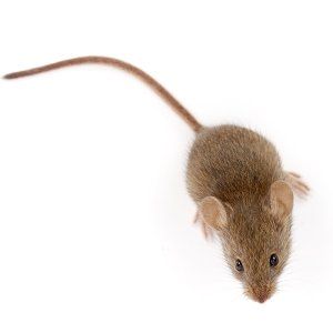 Photo of a House Mouse