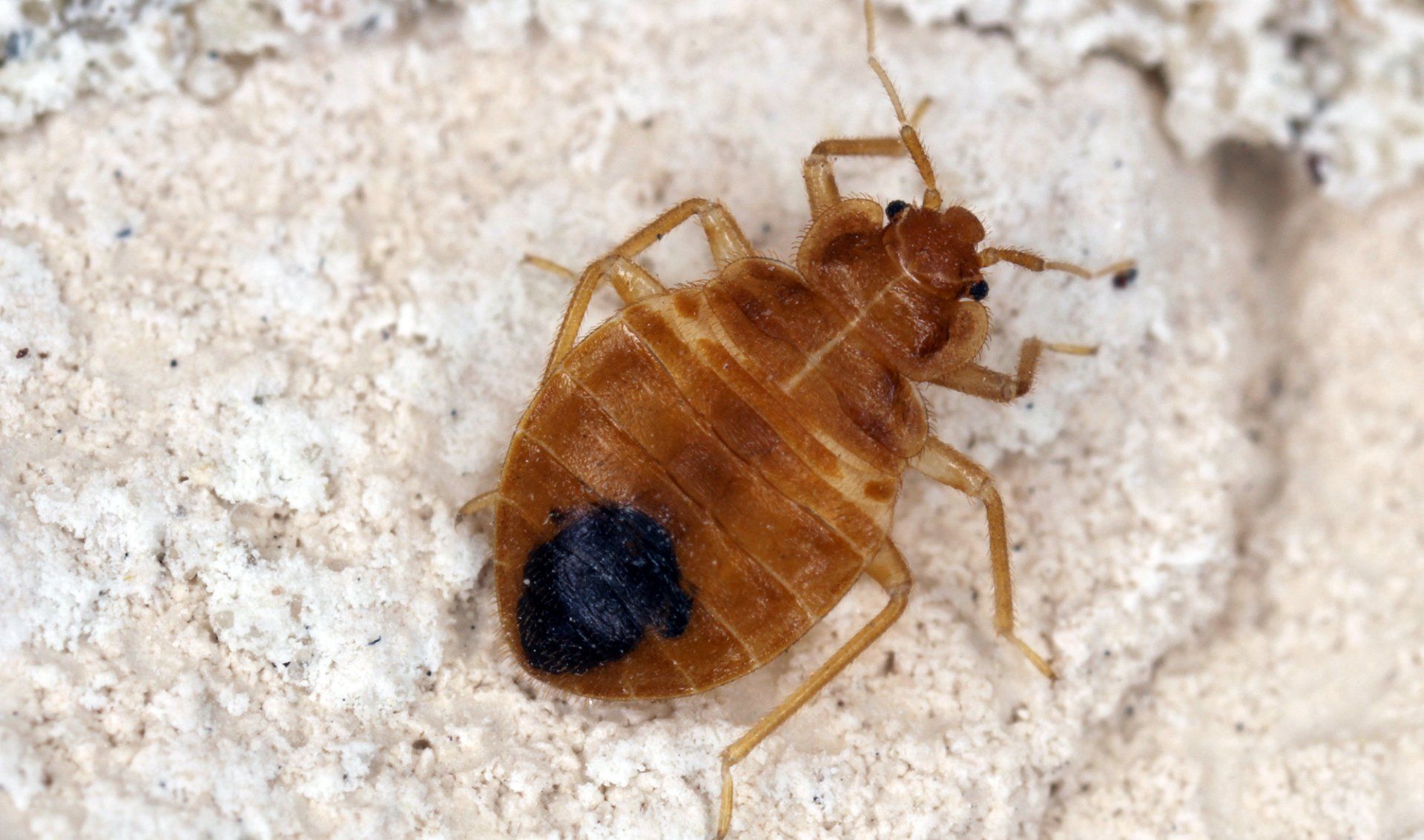 Identify a Bed Bug in Your Mid-Missouri Home With the Help of Steve's Pest Control