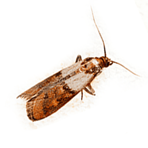 Photo of an India Moth