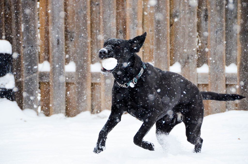 Prevent your pet from bringing in pests with Steve's Pest Control.