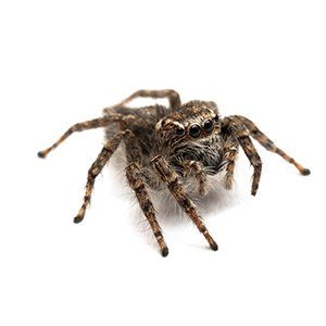 Jumping Spiders Can Enter Mid-Missouri Homes. Keep Them Out With Steve's Pest Control