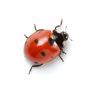 Photo of a Lady Bug
