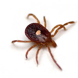 Photo of a Lone Star Tick