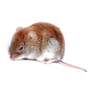 Photo of a Meadow Mouse