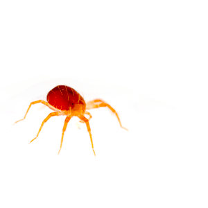 Photo of a Mite