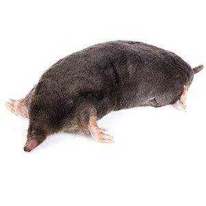 Photo of a Mole