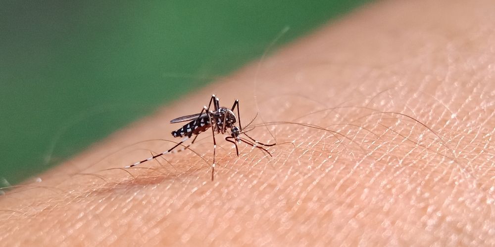 closeup of mosquito on skin