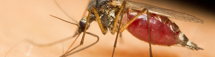 Call Steve's Pest Control for a Mosquito Problem in Mid-Missouri