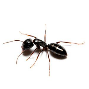 Learn About Odorous House Ants From Steve's Pest Control