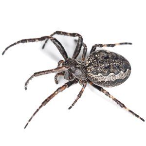 Call Steve's Pest Control for a Spider Problem in Mid-Missouri
