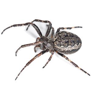 House Spiders Brown