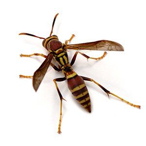 Photo of a Paper Wasp