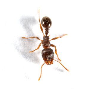 Learn About Pavement Ants From Steve's Pest Control